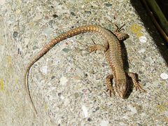 Podarcis muralis