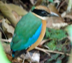 Pitta moluccensis