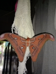 Attacus lorquinii