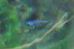 Cyprinodon nevadensis mionectes