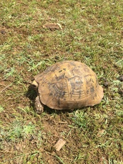 Testudo graeca