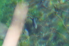 Cyprinodon nevadensis mionectes