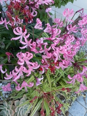 Nerine
