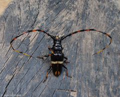 Trachyderes cingulatus