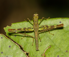 Eumastacidae