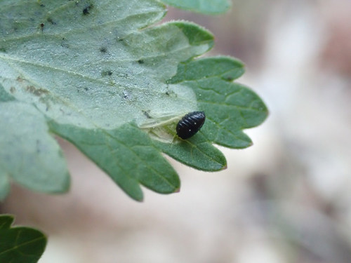 Phytomyza ziziae