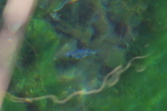 Cyprinodon nevadensis mionectes