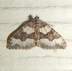 Chrysolarentia gypsomela