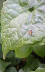 Tricyanaula aurantiaca