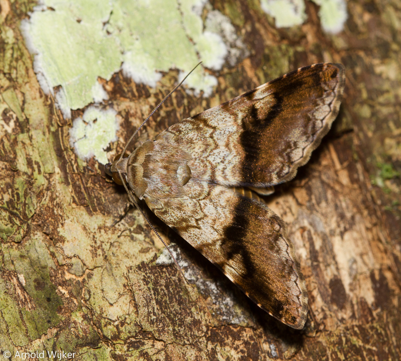 Coenipeta hemiplagia