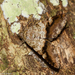 Coenipeta hemiplagia - Photo (c) Arnold Wijker, algunos derechos reservados (CC BY-NC), subido por Arnold Wijker