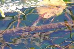 Cyprinodon nevadensis mionectes