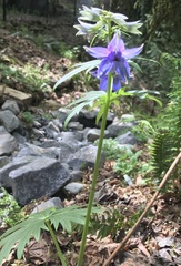 Delphinium trolliifolium