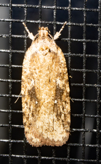 Agonopterix canadensis