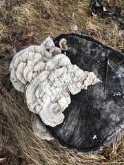 Trametes versicolor image