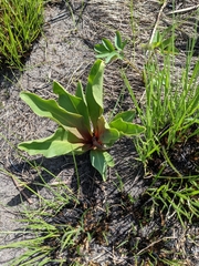 Primula meadia