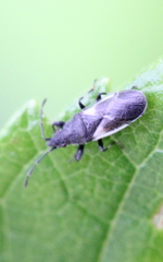 Oxycarenus lugubris