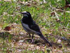 Motacilla alba lugens