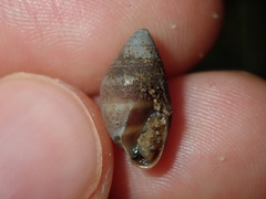 Ellobiidae