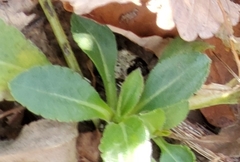 Micranthes virginiensis