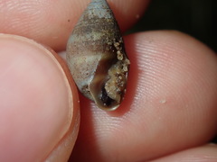 Ellobiidae