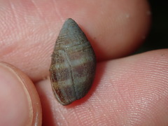 Ellobiidae