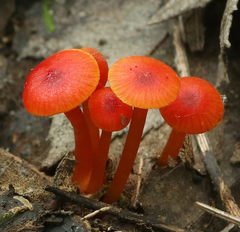 Hygrocybe minutula