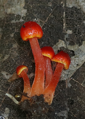 Hygrocybe minutula
