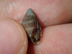 Ellobiidae