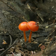 Hygrocybe minutula