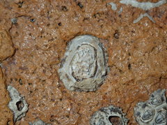 Patelloida latistrigata