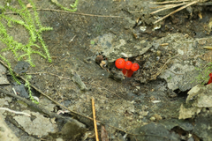 Hygrocybe minutula