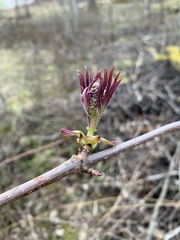 Sambucus racemosa