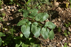 Opopanax chironium