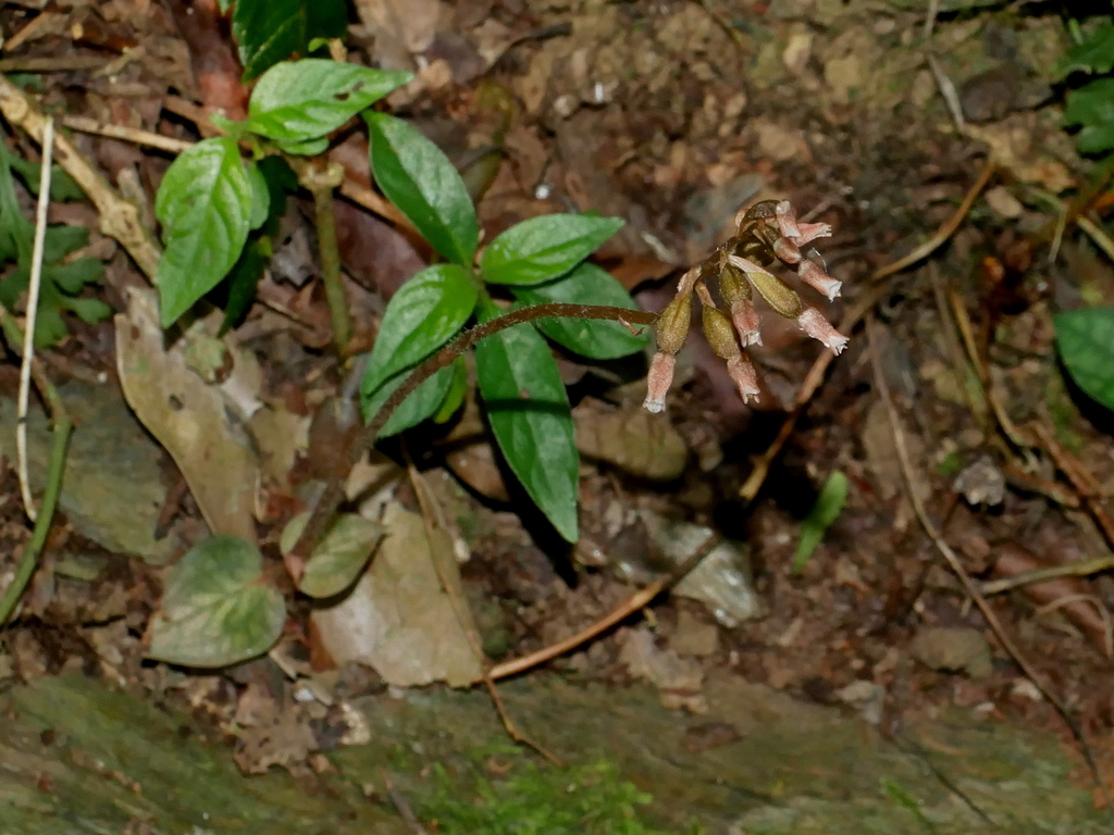 Cheirostylis clibborndyeri
