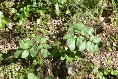 Opopanax chironium