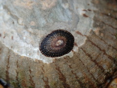 Siphonaria funiculata