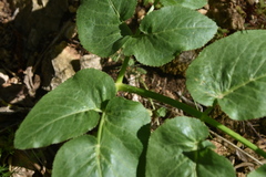Opopanax chironium