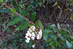 Gaultheria appressa