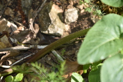 Opopanax chironium