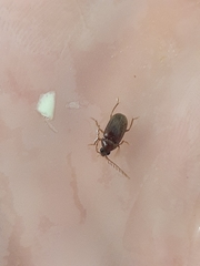 Ptilodactyla