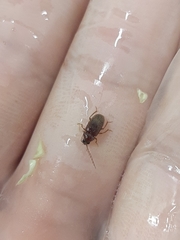 Ptilodactyla