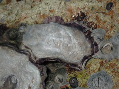 Saccostrea glomerata