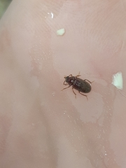 Ptilodactyla