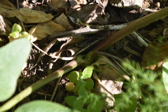 Opopanax chironium