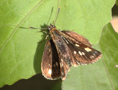 Ampittia dioscorides dioscoride