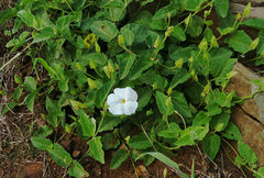 Thunbergia atriplicifolia