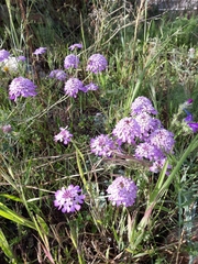 Iberis ciliata contracta