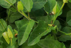 Thunbergia atriplicifolia