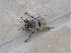 Anthophora plumipes